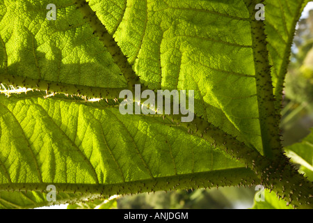 UK Nordirland County Down Mount Stewart House Gardens Blatt der Gunnera Manicata chilenischen Rhabarber Stockfoto