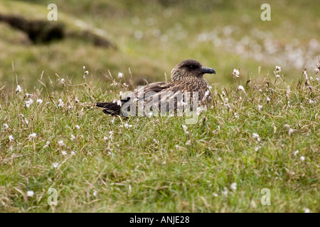 Great Skua auf Nest im Moorland Hermaness Insel Unst Shetlandinseln Stockfoto