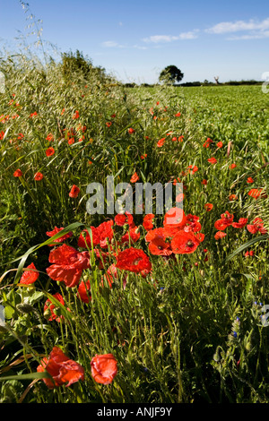 UK Suffolk Southwold Mohn wächst am Rande des bebauten Gebiet Stockfoto