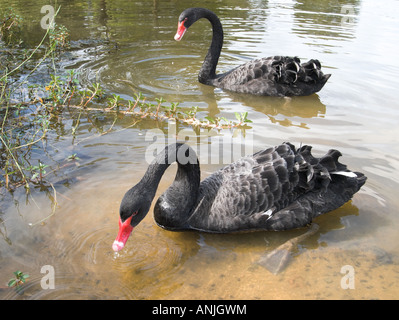 Paar schwarze Schwäne schwimmen am Teich Stockfoto