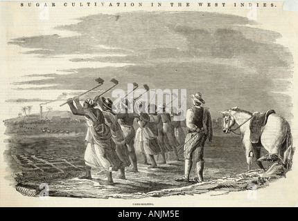 Cane Holeing Jamaika 1849 Stockfoto