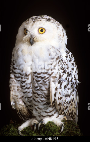 [Schneeeule] auf Baumstumpf Stockfoto