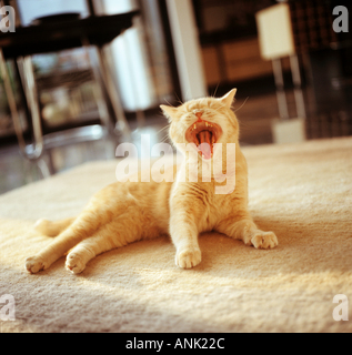 Britisch Kurzhaar Katze - klaffende Stockfoto