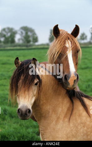 zwei Welsh Pony Pferde Stockfoto