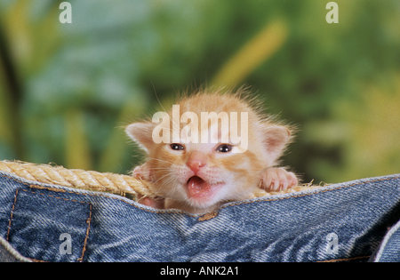 Katze Kitten - hinter Wäscheleine Stockfoto