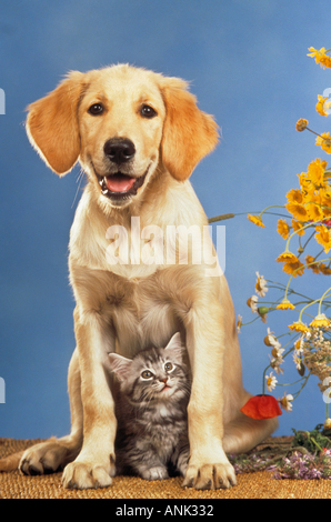 Tier-Freundschaft: Golden Retriever Hund Welpe und Hauskatze Kitten Stockfoto