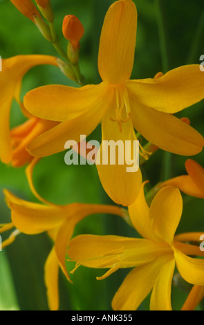 Crocosmia X crocosmiiflora "Norwich Canary". Stockfoto