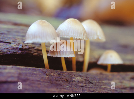 PILZE BEKANNT ALS SCHWEFEL BÜSCHEL WACHSEN VON GEFALLENEN BAUMSTAMM Stockfoto