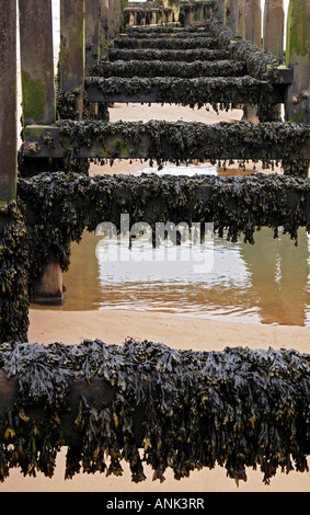 Seetang bedeckt Buhne am Meer bei Cromer in Norfolk, Großbritannien Stockfoto