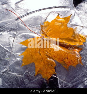 Ahornblatt mit Eis auf See bedeckt. Kanada. Foto: Willy Matheisl Stockfoto