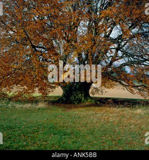 Buche im Herbst Stamm. Foto: Willy Matheisl Stockfoto