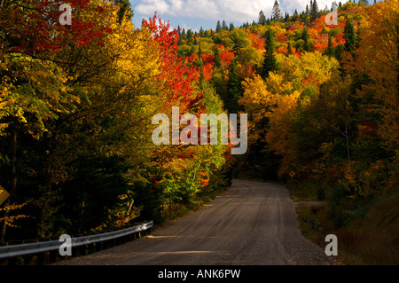 Land-Schotterstraße führt durch dichten borealen Wald mit schönen Herbst-Farben Stockfoto