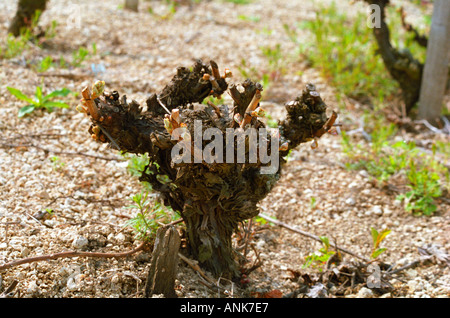 Das Disznoko Weingut in Tokaj: im Weinberg: eine Rebe Feder im Stil "Gobelet" beschnitten. Stockfoto