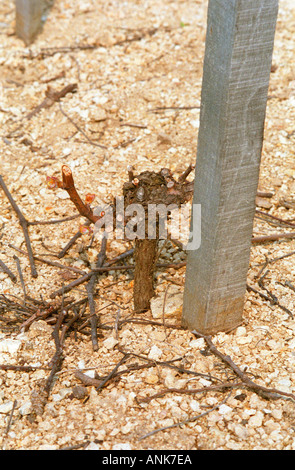 Das Disznoko Weingut in Tokaj: im Weinberg: eine junge Rebe Feder im Stil "Gobelet" beschnitten. Stockfoto