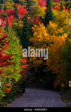 Landstraße führt durch einen bunten Herbstwald mit gelben, roten und grünen Bäumen Stockfoto