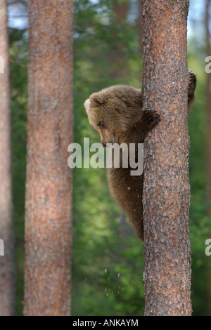 Europäischer Braunbär Ursus Arctos Cub Klettern Kiefer in Taiga Wald Martinselkonen Finnland Juni Stockfoto