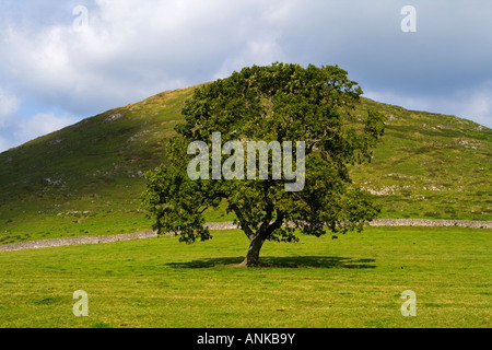 Einsamer Baum in der Nähe von Thorpe Cloud und Ilam im Peak District Nationalpark Derbyshire England UK Stockfoto