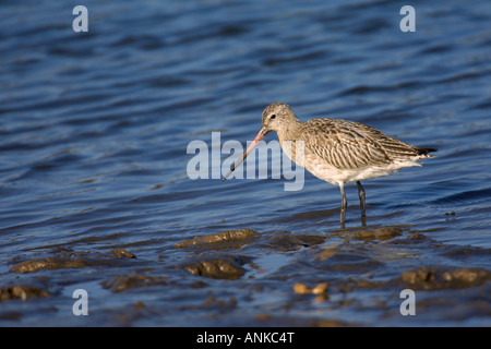 Bar-tailed Uferschnepfe Limosa Lapponica Winter Erwachsene North Norfolk England Oktober Stockfoto