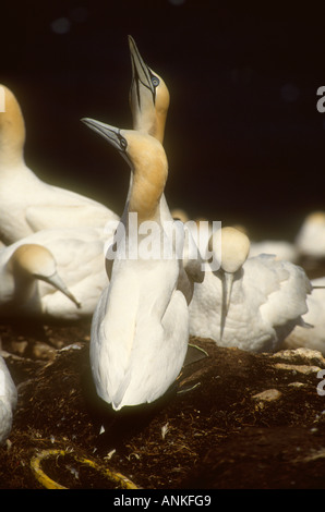 Northern Gannet Sula Basanna Erwachsenen paar Anzeigen im Nest, Bass Rock, Firth of Forth, Schottland Stockfoto