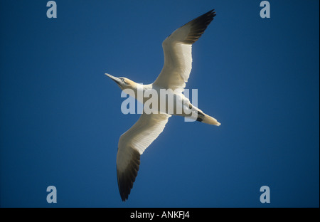 Northern Gannet Sula Basanna Erwachsener im Flug, Bass Rock, Firth of Forth, Schottland Stockfoto