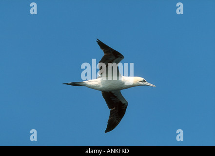 Northern Gannet Sula Basanna Erwachsenen während des Fluges nach der "Stolz von Bilbao" Fähre, Golf von Biskaya Stockfoto