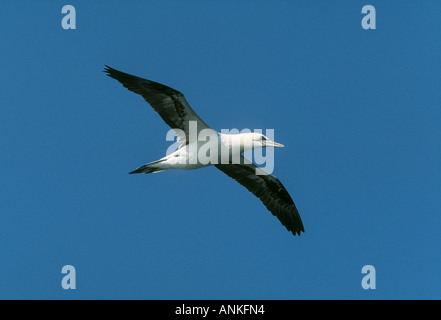 Northern Gannet Sula Basanna Erwachsenen während des Fluges nach der "Stolz von Bilbao" Fähre, Golf von Biskaya Stockfoto