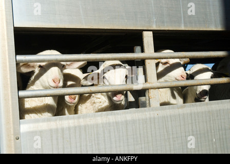 Schaf-Farm im Alcazar de San Juan, Spanien Stockfoto