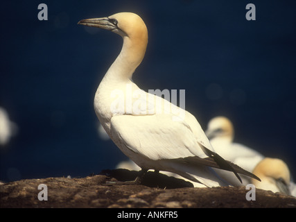 Northern Gannet Sula Basanna Erwachsenen thront auf einem Felsen in Verschachtelung Kolonie, Bass Rock, Schottland Stockfoto