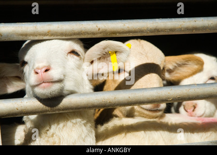 Schaf-Farm im Alcazar de San Juan, Spanien Stockfoto