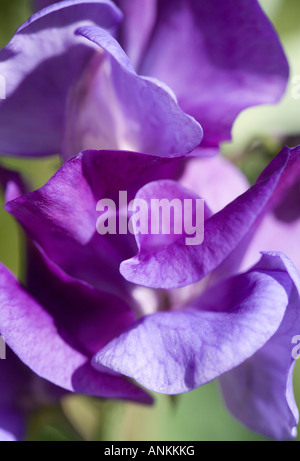 Mavue Blüte süßen Erbsen Stockfoto