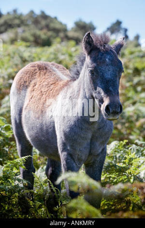 Dartmoor Pony Fohlen, Dartmoor, Devon, England, UK Stockfoto