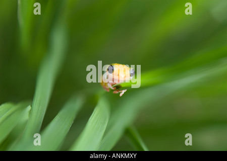 Gelbe Schilf Frosch Hyperolius Viridiflavus Reesi Gras im Kilombero Valley Tansania Stockfoto