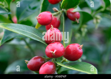 SARCOCOCCA RUSCIFOLIA CHINENSIS Stockfoto