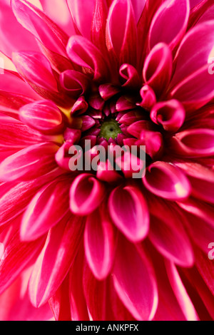 Schuss von einem hellen rosa Dahlie hautnah Stockfoto