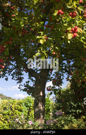 Krabbenbaum (Malus sp) Stockfoto