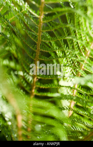 Farn Laub erschossen im späten Frühjahr Stockfoto