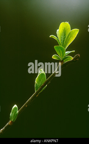 Ziege Weide Salix Caprea Nahaufnahme von hinterleuchteten verlässt, Potteric Carr NR, Doncaster, South Yorkshire Stockfoto