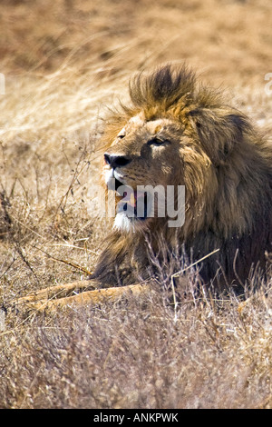 Nahaufnahme von eine afrikanische männlichen Löwen lateinischen Panthera Leo lange Gras ausruhen. Ngorongoro Krater, Tansania, Ostafrika 2007 Stockfoto