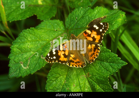 Painted Lady Butterfly Vanessa Cardui mit Flügel öffnen Fütterung in Ruhe auf einem Blatt, Potteric Carr NR, Doncaster, South Yorkshire Stockfoto