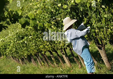 Bäuerin im Weinberg Alava baskischen Land Spanien Stockfoto