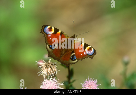 Peacock Butterfly Inachis Io Fütterung auf einer Distel, Potteric Carr Nature Reserve, Doncaster, South Yorkshire Stockfoto
