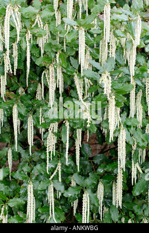 GARRYA ELLIPTICA GEGEN EINE GERICHTETE NORDWAND ANFANG JANUAR BLÜHEN Stockfoto