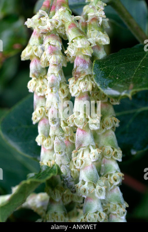 GARRYA ELLIPTICA NAHAUFNAHME BLUME DETAIL UND GEGEN NORDEN GERICHTETEN WAND ANFANG JANUAR BLÜHEN Stockfoto