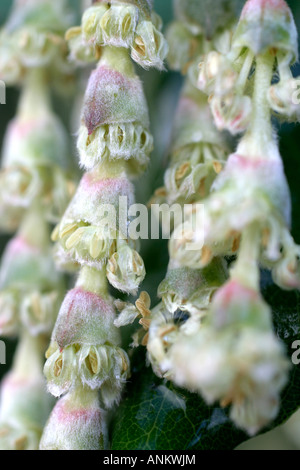 GARRYA ELLIPTICA NAHAUFNAHME BLUME DETAIL UND GEGEN NORDEN GERICHTETEN WAND ANFANG JANUAR BLÜHEN Stockfoto