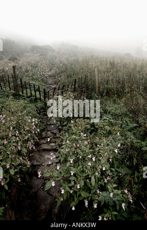 Schwere Herbst Nebel in den Bergen Stockfoto