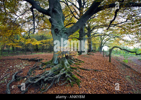 Alte Buchenwälder auf der Cotswold Weg, Crickley Hill Country Park, Gloucestershire, UK Stockfoto