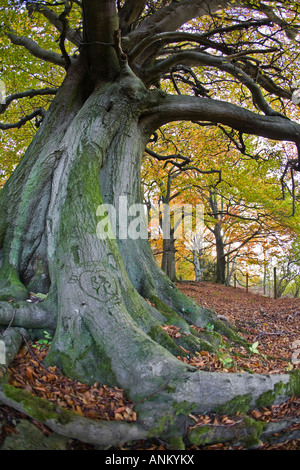 Alte Buchenwälder auf der Cotswold Weg, Crickley Hill Country Park, Gloucestershire, UK Stockfoto