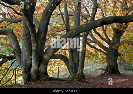 Alte Buchenwälder auf der Cotswold Weg, Crickley Hill Country Park, Gloucestershire, UK Stockfoto