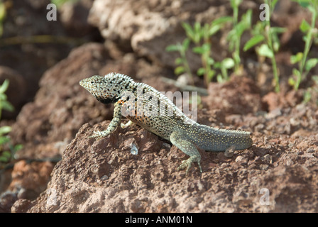 Lava-Eidechse (Tropidurus Spp) auf rotem Vulkangestein. Galapagos-Inseln, Ecuador Stockfoto