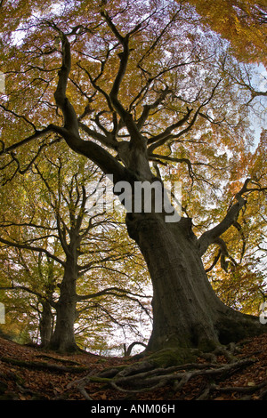 Alte Buchenwälder auf der Cotswold Weg, Crickley Hill Country Park, Gloucestershire, UK Stockfoto